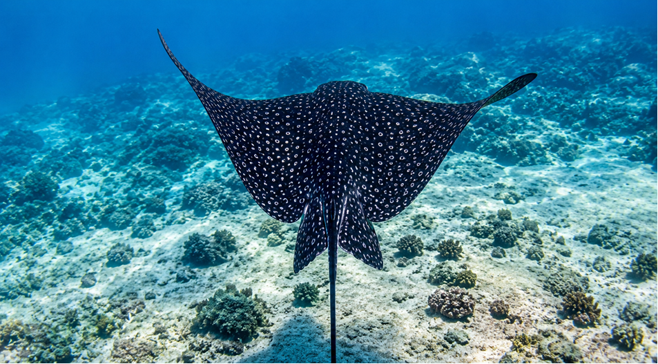 A spotted eagle ray gliding over a Hawaiian coral reef