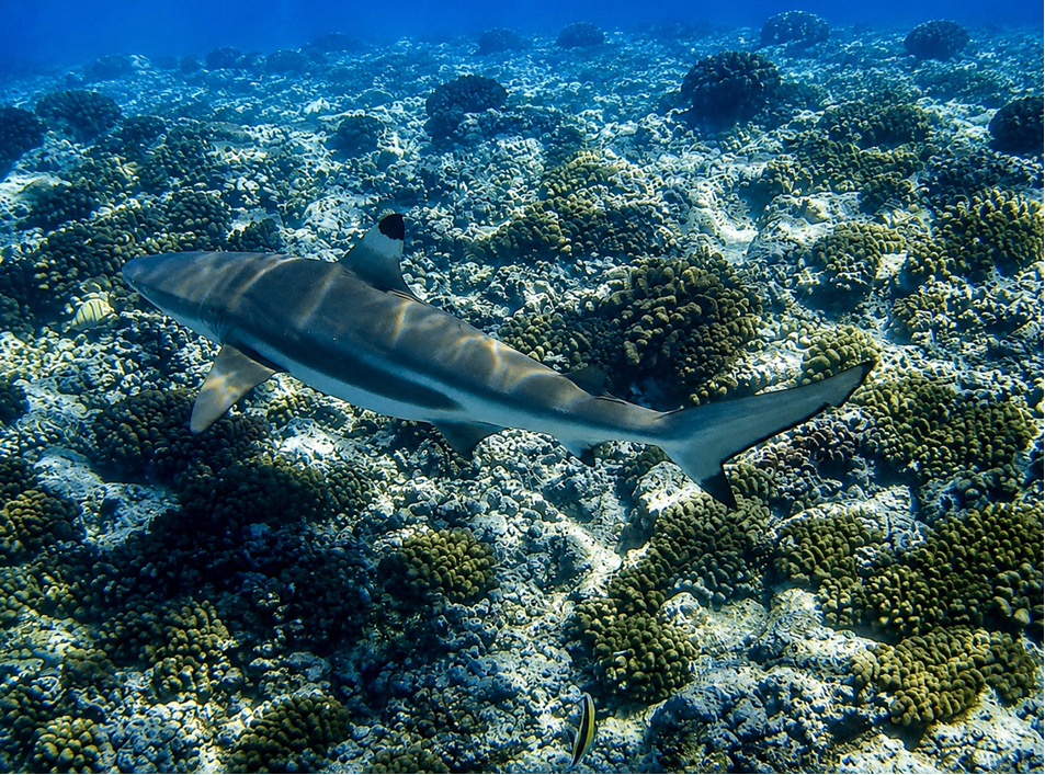 A blacktip reef shark cruising over a Hawaiian coral reef